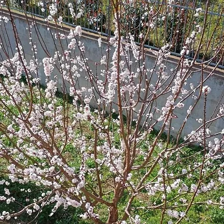 La Fetuseria Bistrot & Senigallia